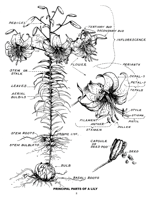 botanical illustration, showing the principal parts of the lily